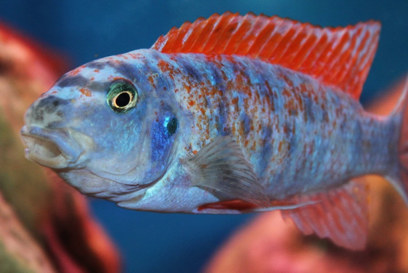 Labeotropheus trewavasae 'Thumbi West Island'